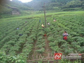 从寂寂无闻到全国蕞大的皂角集散地