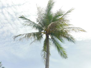 提高棕榈树种子育苗成功率