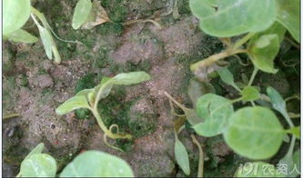 苋菜白锈病：揭秘其神秘面纱