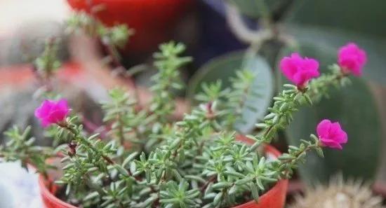 苔藓养花秘籍：苔藓养花，这些花最搭！