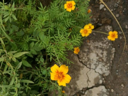 问人问天者阝不知花名