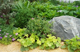 三、易养护，不费事儿