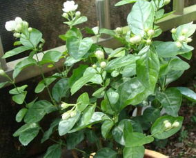 虎头茉莉怎么养殖？如何让花开得更艳丽
