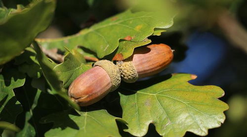 雨水是催果灵药
