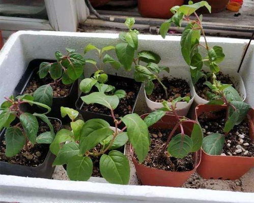 球根海棠的根，嫩活多久？