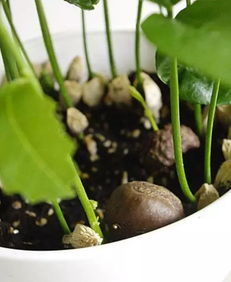 泼盆冷水：熟人买种子也像拆盲盒