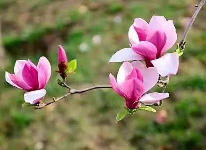 红玉兰，传承百年的吉祥之花