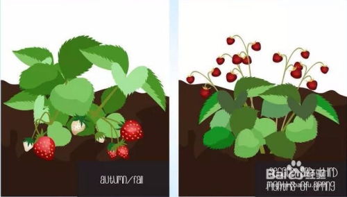 草莓种植核心技巧是什么？如何让小盆栽草莓茁壮成长