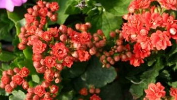 冬季耐寒花草品种大盘点