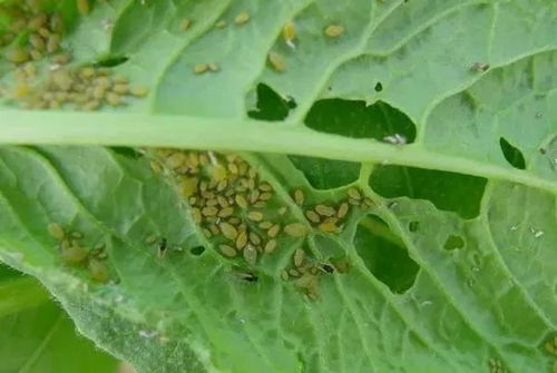 氯氰菊酯杀虫剂