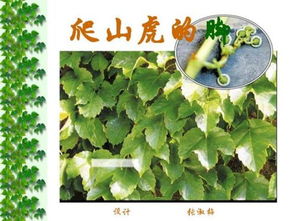 爬山虎叶子为何不红？是缺少某种神秘元素吗