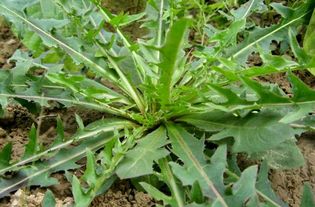 春天的野菜有哪些？农村人常吃的野菜大盘点