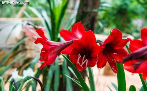 朱顶红花谢后管理攻略，打造爆款家居绿植！