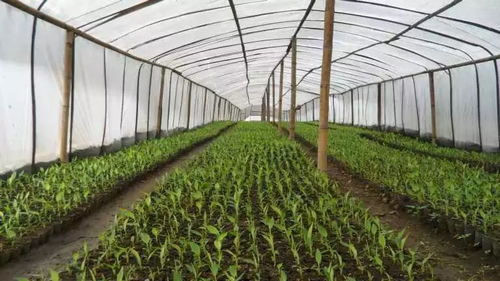 整地与肥水管理