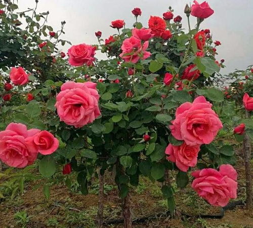 阳光要充足， 温度要适宜