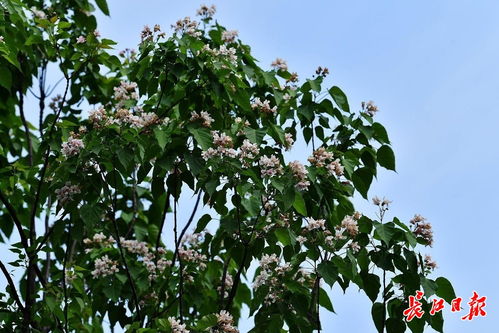 楸树用途广泛，看完你就知道它多厉害了
