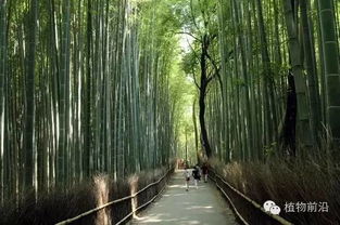 园林中竹子的多样性与美