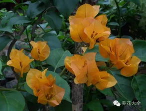 三角梅叶片大揭秘