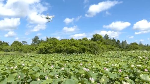 荷花种植产量波动