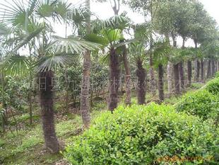 棕榈、 苏铁类：热带风情的代表