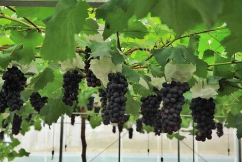 金手指：细长造型神似美甲，甜度高达26%却不易腻。山东果园主独创