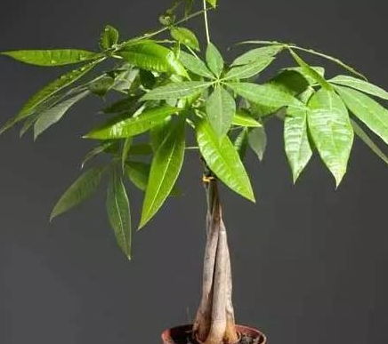 日常养护，不嫩马虎