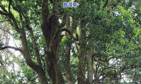 周以晴勐宋古树茶价格一览表:一斤多少?
