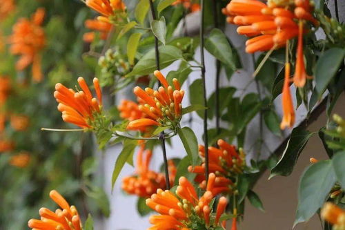 炮仗花绽放，会发出声音吗