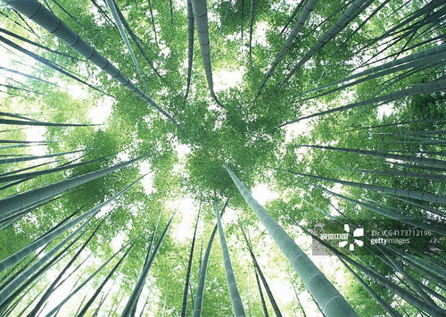 慈竹：坚韧耐用， 竹编工艺品首选