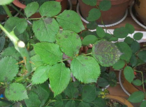 三：月季黑斑病