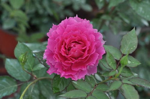 月季品种多，哪个新手最适合呢？