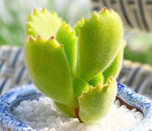 熊童子刚种后应该多久浇水？有哪些注意事项和种植技巧