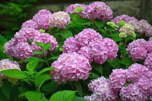 绣球花：春末夏初， 花开正艳