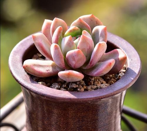 选料：多肉植物的Zui爱