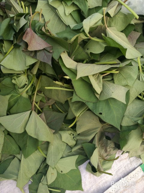 夏秋季节打杀菌药的Zui佳时间