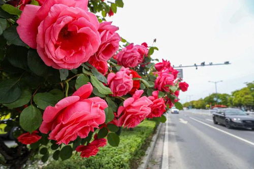 “流星雨月季花的花语是美丽绽放，那它是否象征着浪漫的流星雨