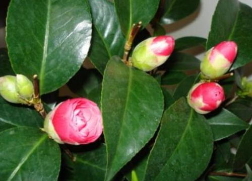 茶花叶子打不开是什么原因导致的，怎么解决