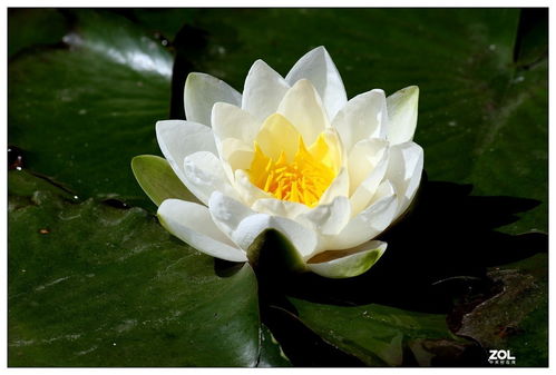 睡莲太冷会开花吗？揭秘冷天气下的睡莲奇观