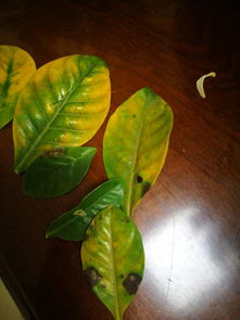 树叶发黑的探究