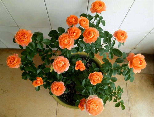 月季花的养护之道：施肥与修剪全攻略