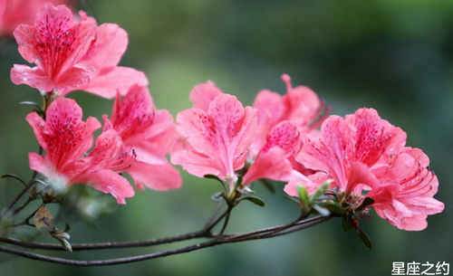 杜鹃花象征着坚韧与爱情，其象征意义和传承在民间有哪些独特的故事和习俗呢