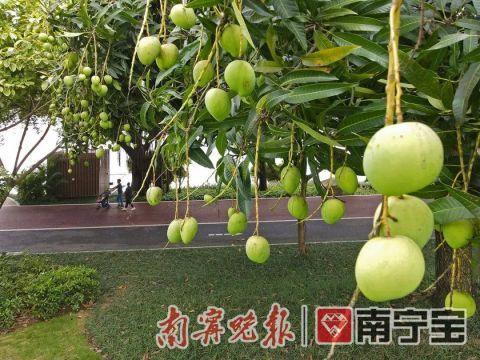 多菌灵：果树的守护神？