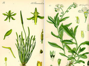 数字绿洲中的自然瑰宝