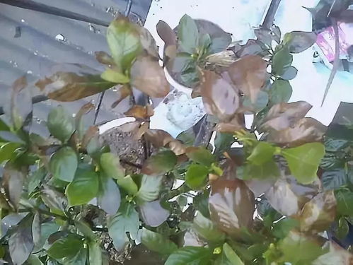 第一步：诊断病因