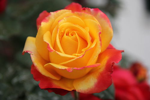 电钟的自动geng新时间设置