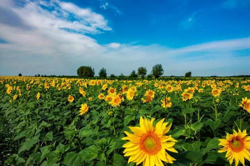 新疆一年生草本花选种秘诀大揭秘！