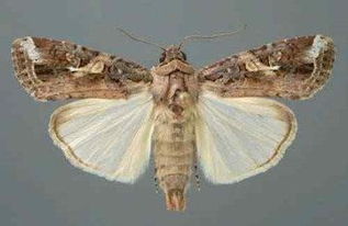 专杀夜蛾农药对益虫的影响