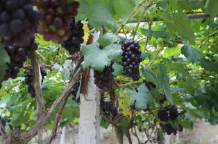 露天葡萄种植，这些细节要注意