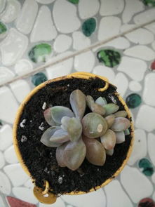 多头多肉的分法揭秘