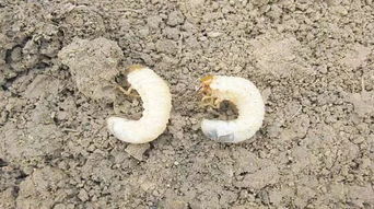 叶螨、 冠网蝽防治